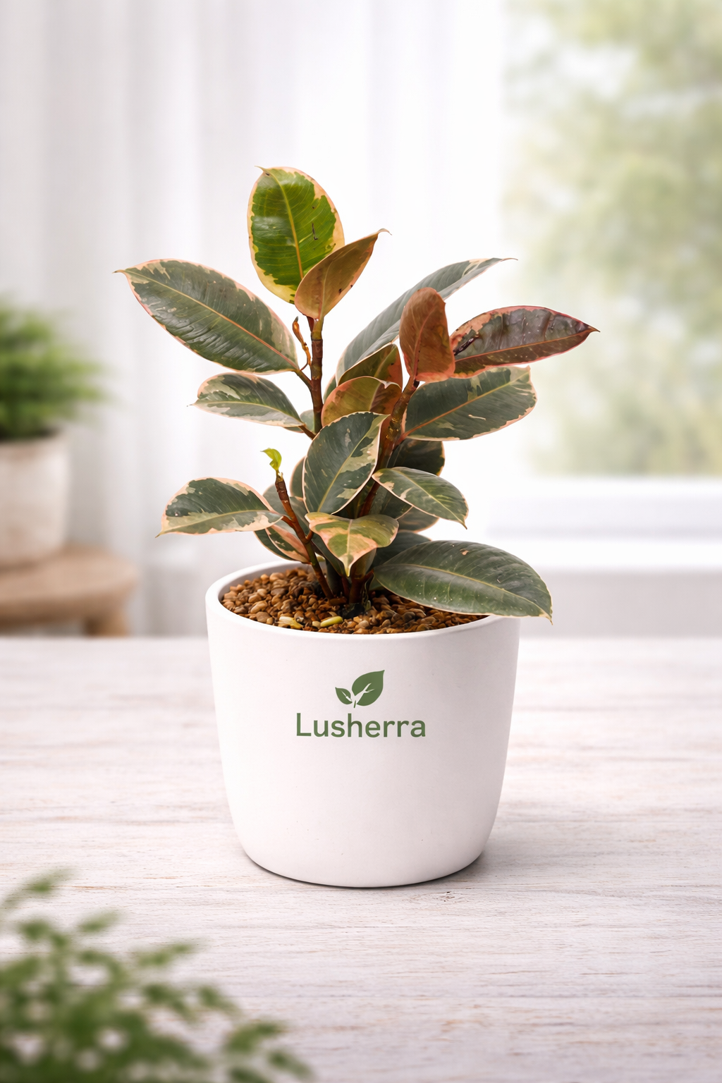 Rubber Tree, Rubber Plant, Ficus elastica (Ruby, Pink) - Plant
