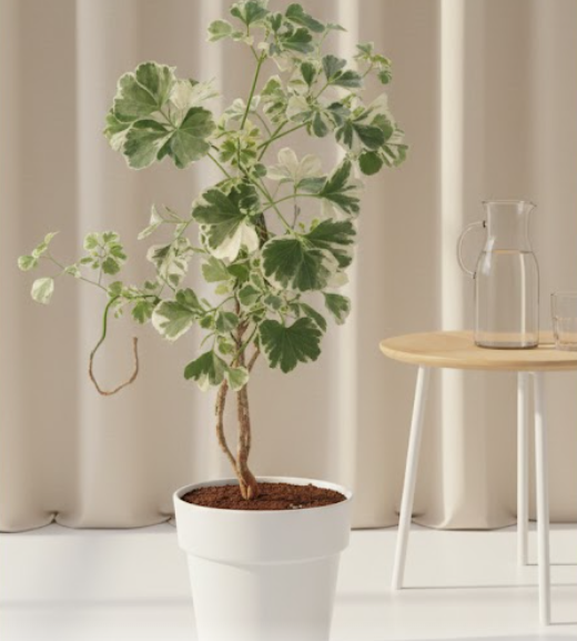 Aralia Snow Top Plant – Variegated Indoor Foliage Beauty