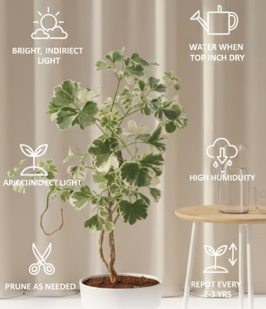 Aralia Snow Top Plant – Variegated Indoor Foliage Beauty