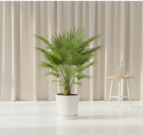 Table Umbrella Palm Plant – Elegant Indoor Greenery