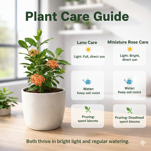 Set of 2 Mesmerising Flower Plants
