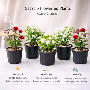 Set of 5 Flowering Plants (Mixed Variety)