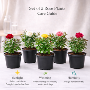 Set of 5 Rose Plants