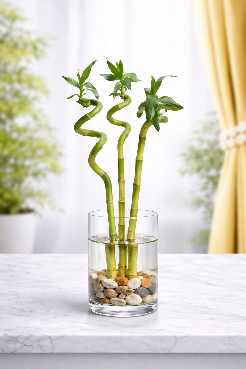 Spiral Stick Lucky Bamboo Plant