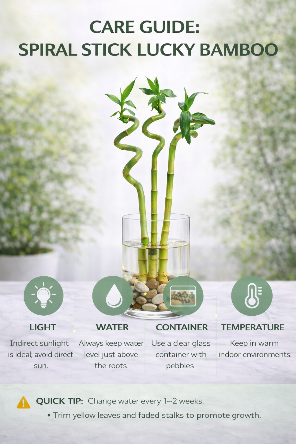 Spiral Stick Lucky Bamboo Plant