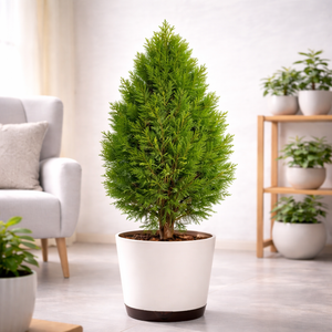 Morpankhi, Thuja Compacta - Plant