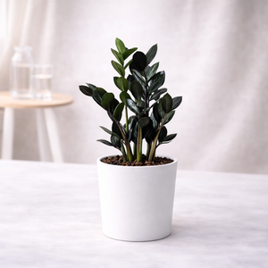 ZZ Plant Sapling