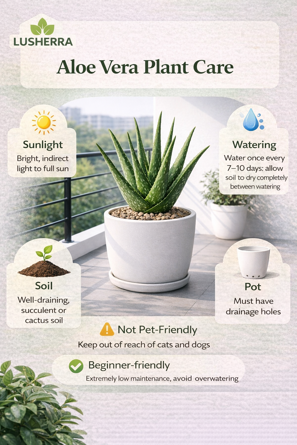 Aloe vera - Succulent Plant