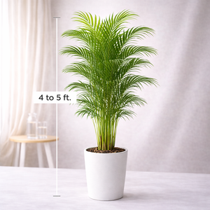 areca palm online buy Areca Palm Small Plant