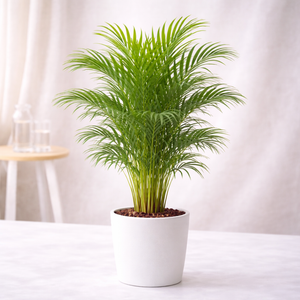 Areca Palm Plant – Medium Indoor Palm Plant for Home and Office