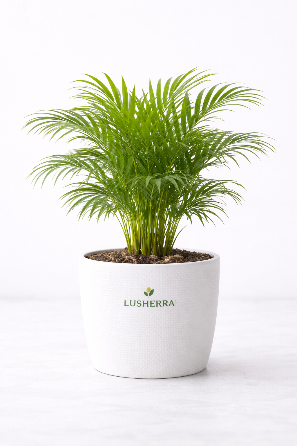 Areca Palm Plant - Medium