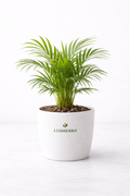 Areca Palm Small Plant