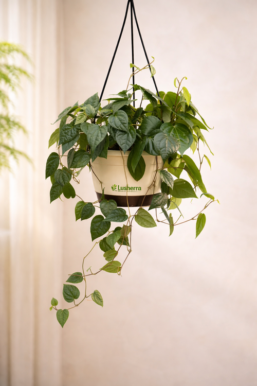 Betel Leaf Plant (Magai Paan)