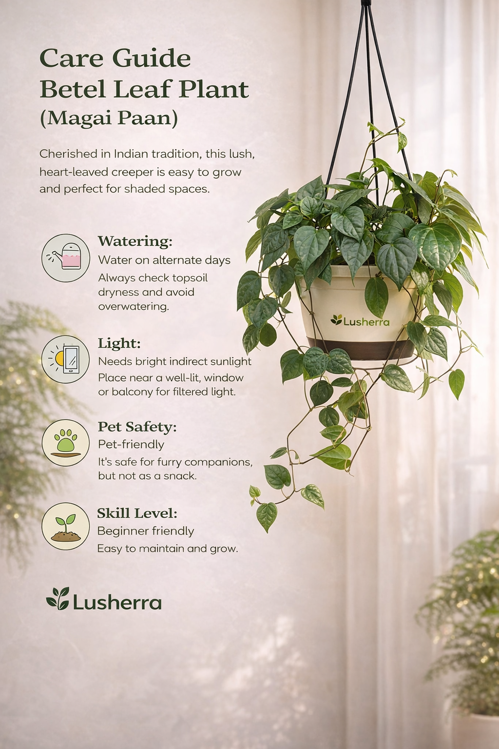 Betel Leaf Plant (Magai Paan)