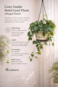 Betel Leaf Plant (Magai Paan)