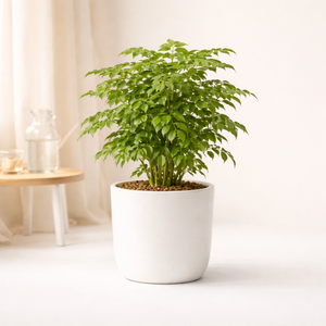 China Doll Plant
