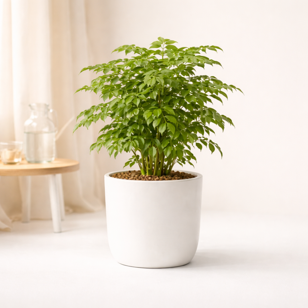 China Doll Plant