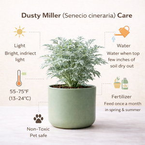 Dusty Miller (Senecio cineraria) — Lusherra Silver Foliage Edition