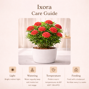 Ixora Plant – Outdoor Flowering Plant