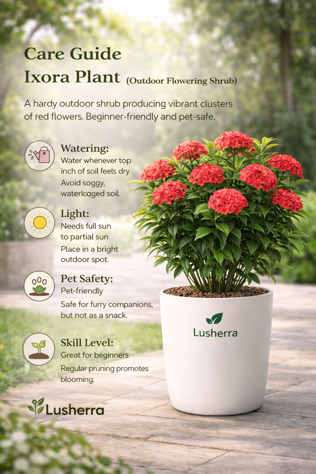 Ixora Plant – Outdoor Flowering Plant