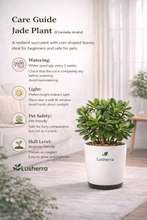 Jade Plant