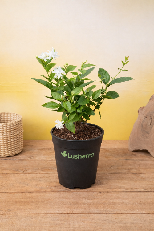 Arabian Jasmine (Mogra) – Fragrant Flowering Plant