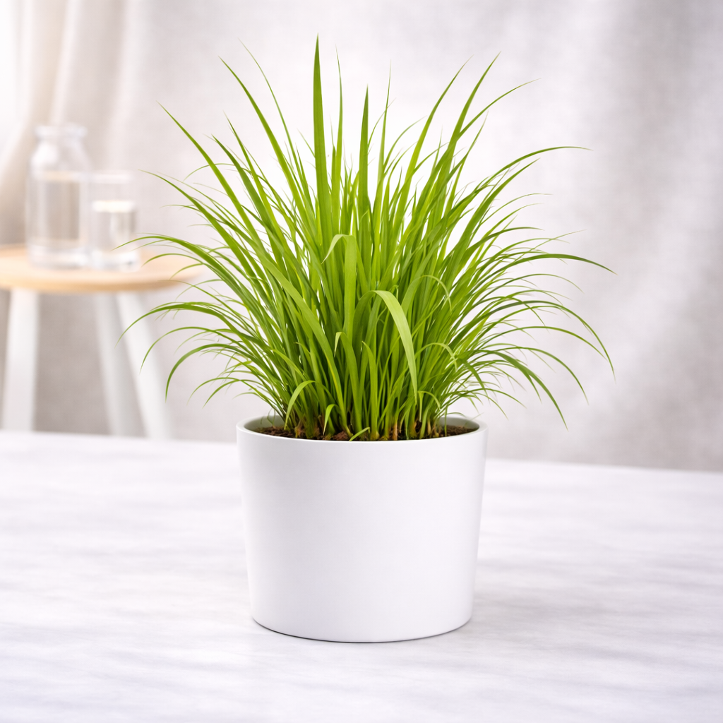 Lemon Grass