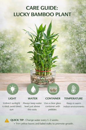 Lucky Bamboo Plant