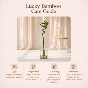 Spiral Lucky Bamboo Stick Plant (60 cm) – Indoor Water Plant for Home & Gifting | Lusherra