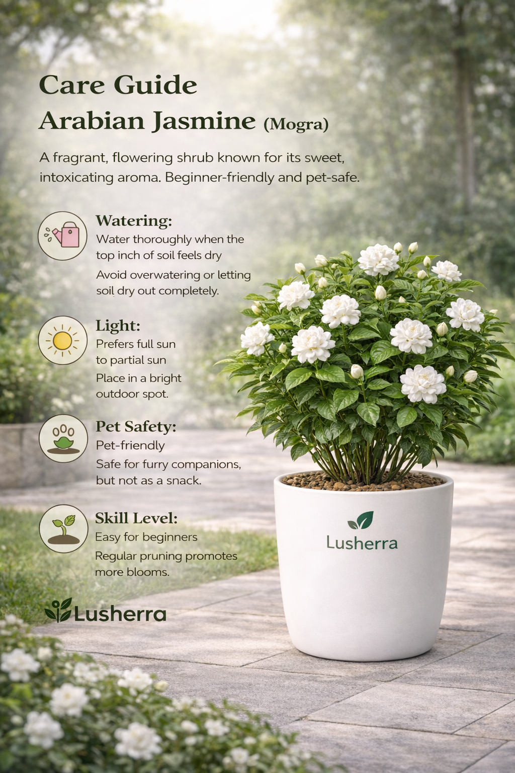 Arabian Jasmine (Mogra) – Fragrant Flowering Plant