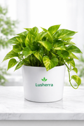 Air Purifier Money Plant with pot