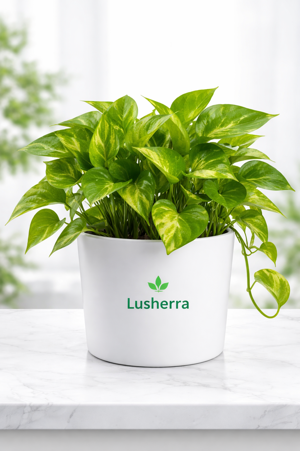 Air Purifier Money Plant with pot