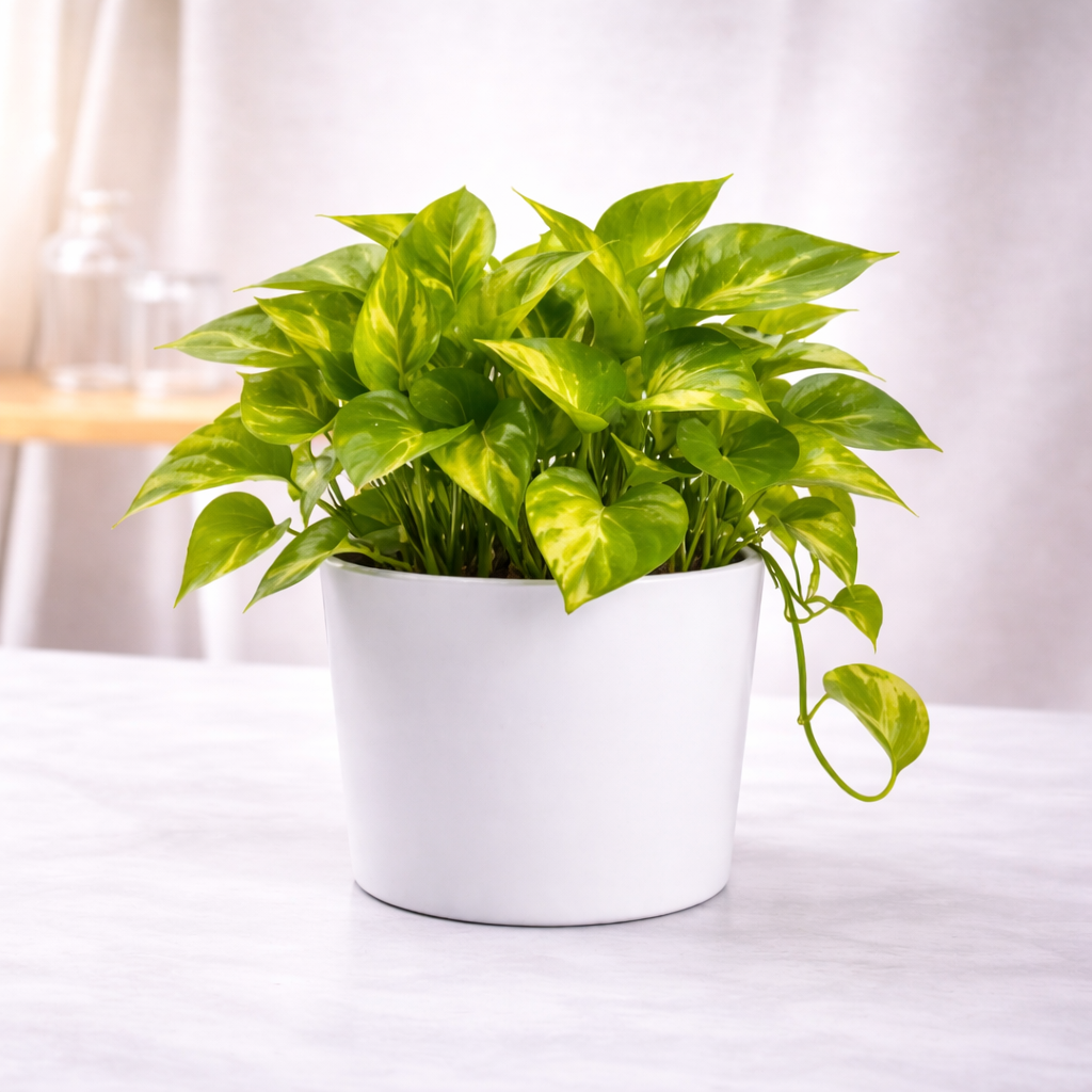 Air Purifier Money Plant with pot
