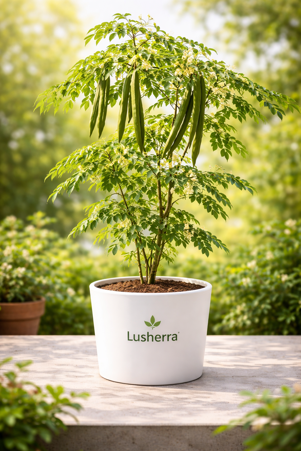 Drumsticks, Moringa Oleifera - Plant