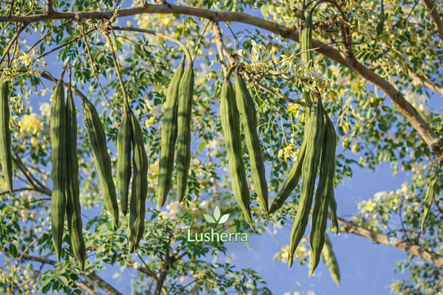 Drumsticks, Moringa Oleifera - Plant