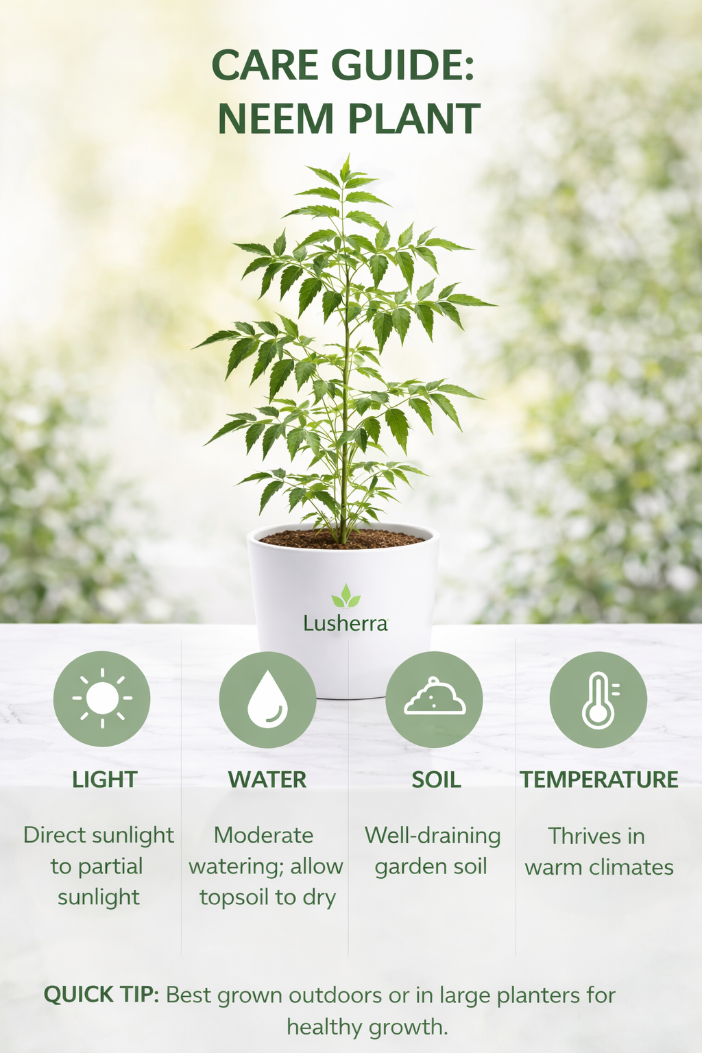 Neem Tree, Azadirachta indica - Plant