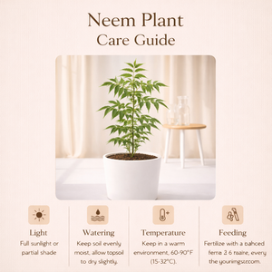 Neem Tree, Azadirachta indica - Plant