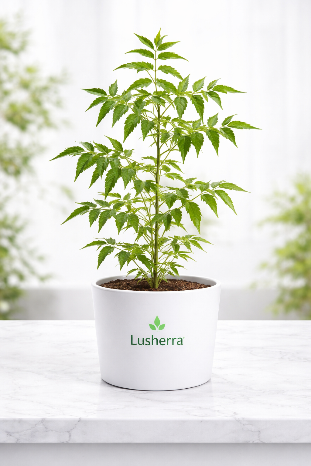 Neem Tree, Azadirachta indica - Plant