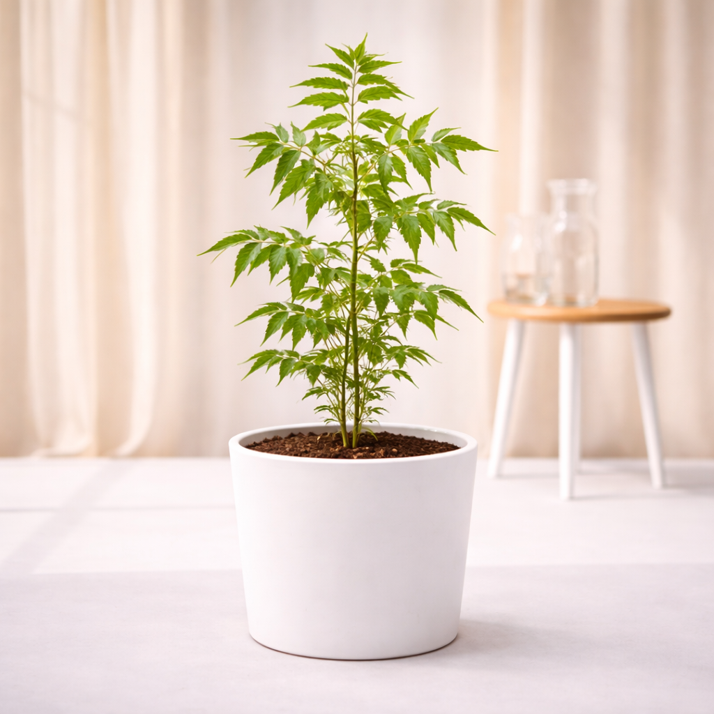 Neem Tree, Azadirachta indica - Plant