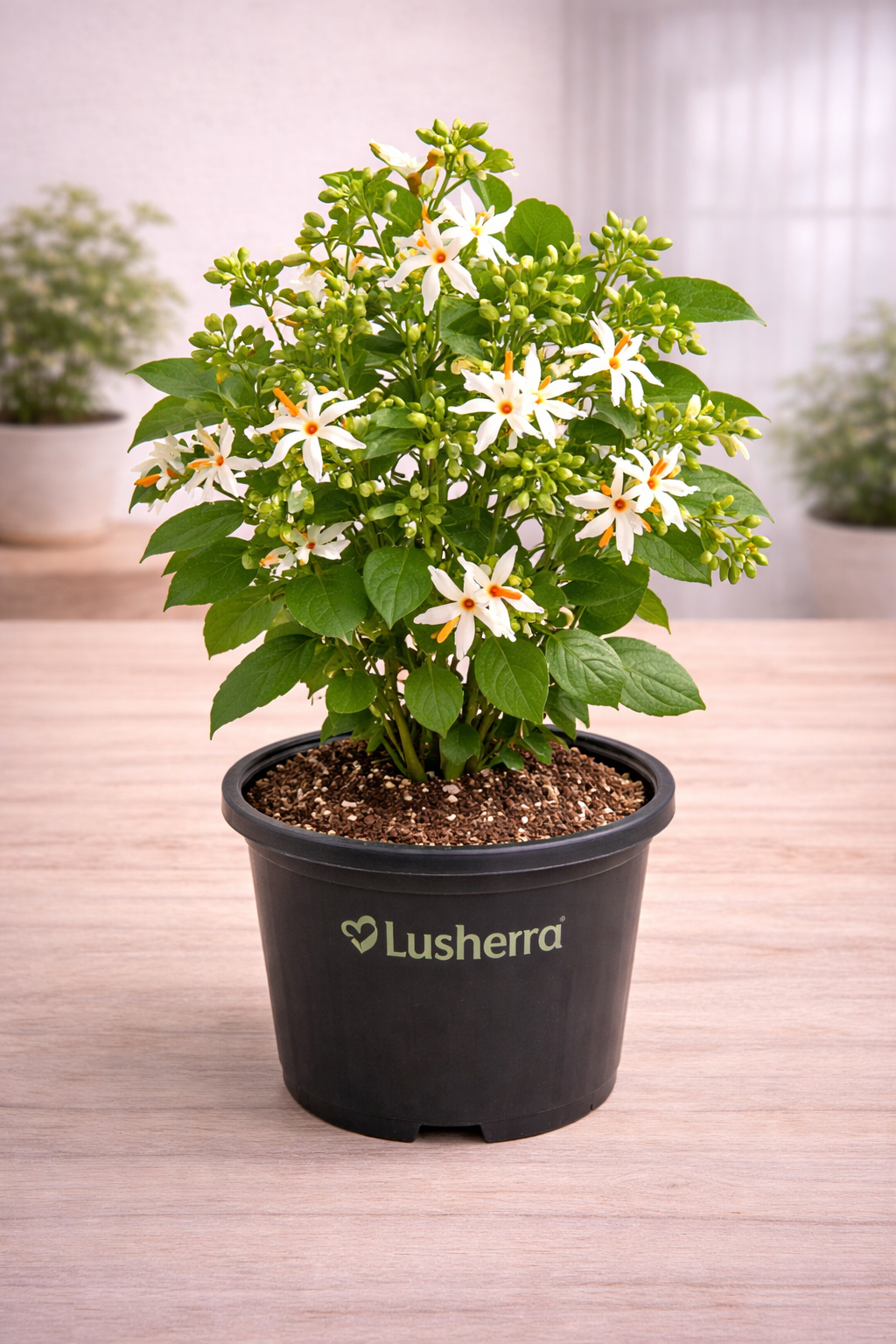 Parijat Tree, Parijatak, Night Flowering Jasmine - Plant