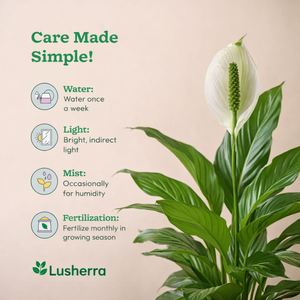 Peace Lily Plant Sapling