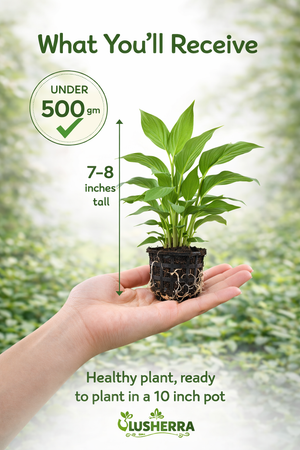Peace Lily Plant Sapling