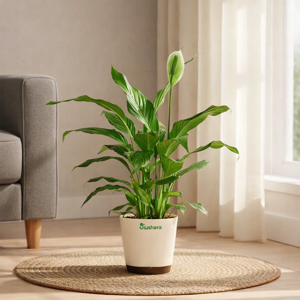 Peace Lily Plant Sapling