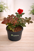 Rose (Red) - Plant