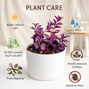 Purple Heart Plant