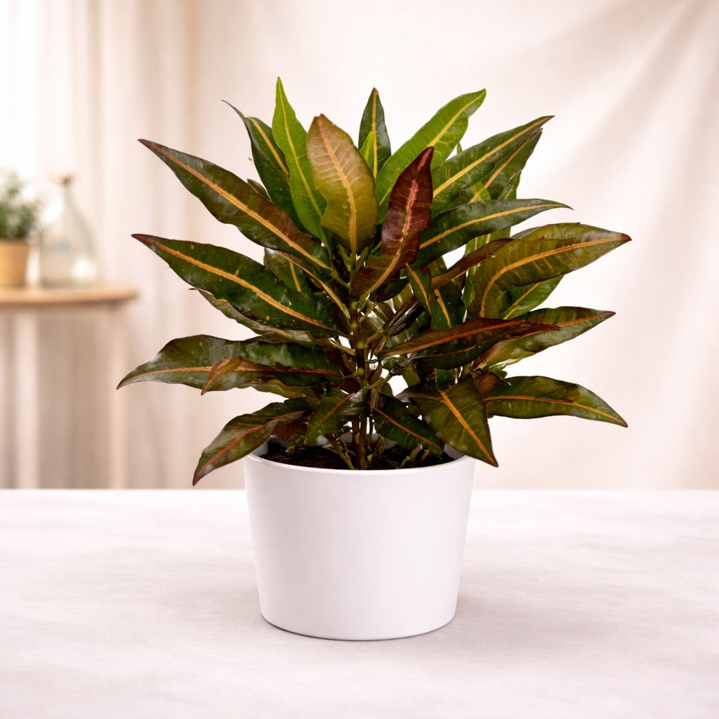 Croton Plant (Codiaeum variegatum) – Colorful Ornamental Indoor Plant for Indian Homes