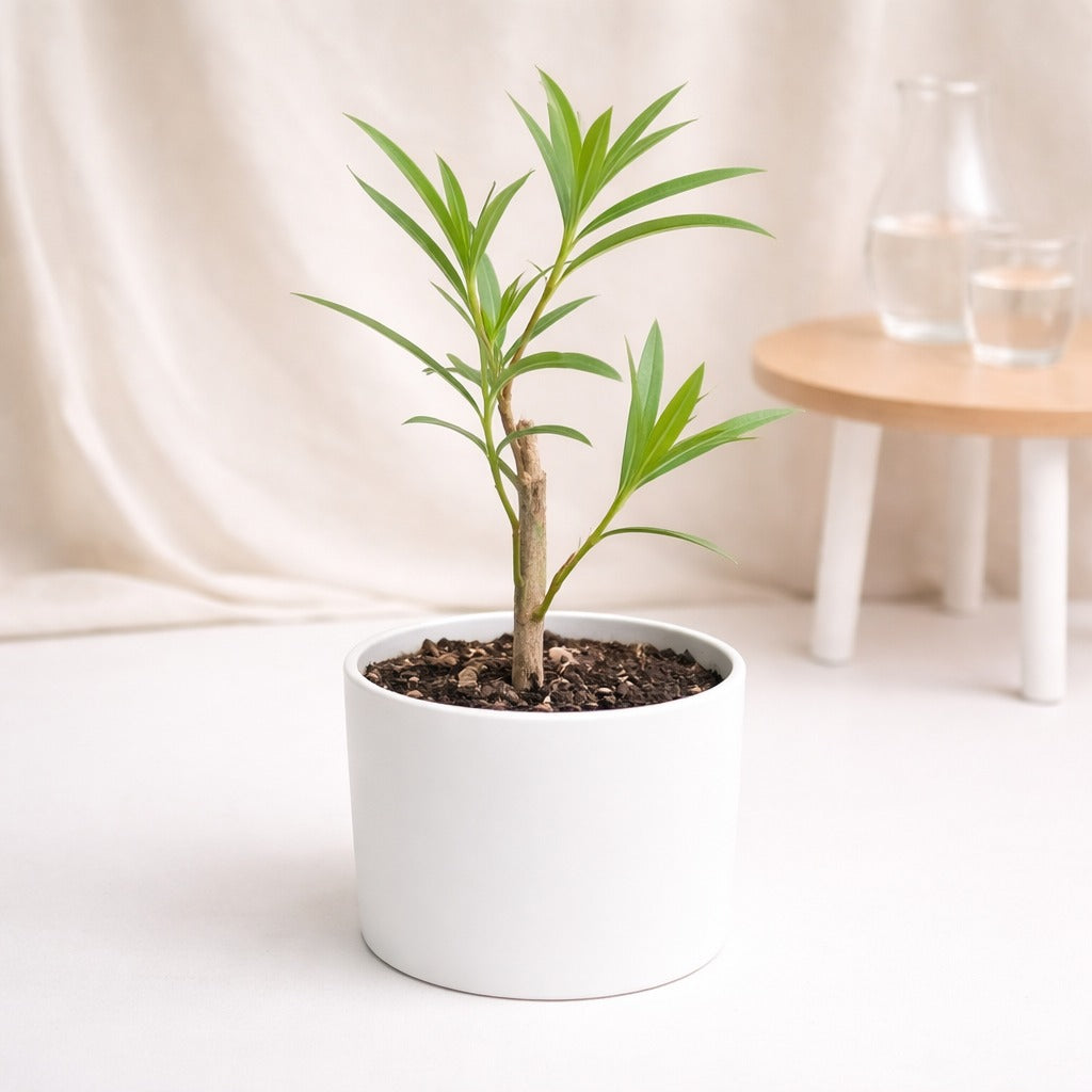 Oleander Plant