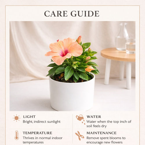 Hibiscus Plant