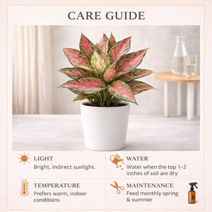 Pink Aglaonema (Chinese Evergreen) – Air Purifying Indoor Plant for Home