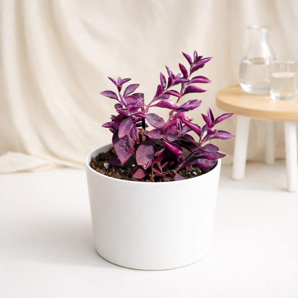 Purple Heart Plant